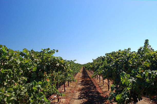 California vineyard on a beautiful day Rows of grape vines in California wine country. lodi italy stock pictures, royalty-free photos & images