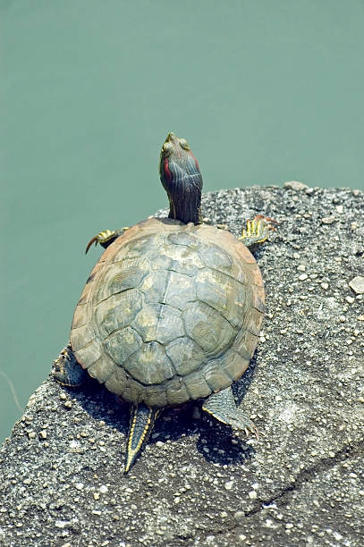 turtle stock photo