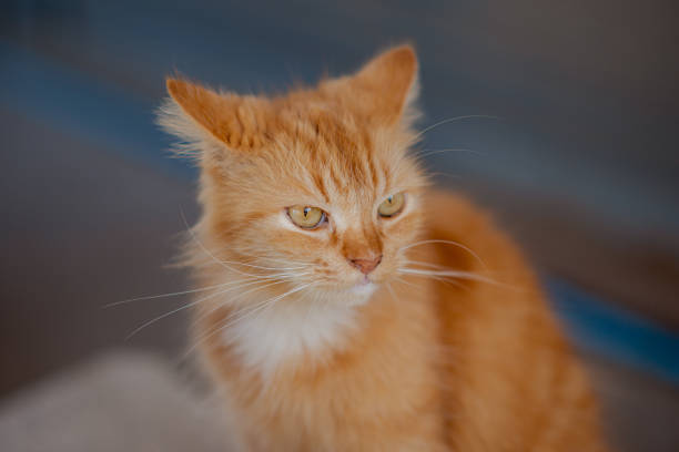 Persian cat kept at home, old age, orange fur, not very long, close up.