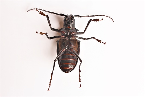 xray image of an insect isolated on black with clipping path.