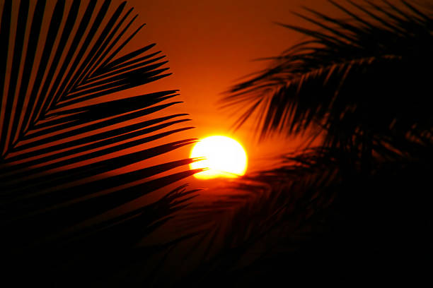 sunset with palm leafs stock photo