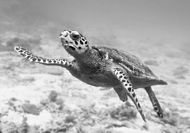 istock Sea turtle in black and white 1399693810