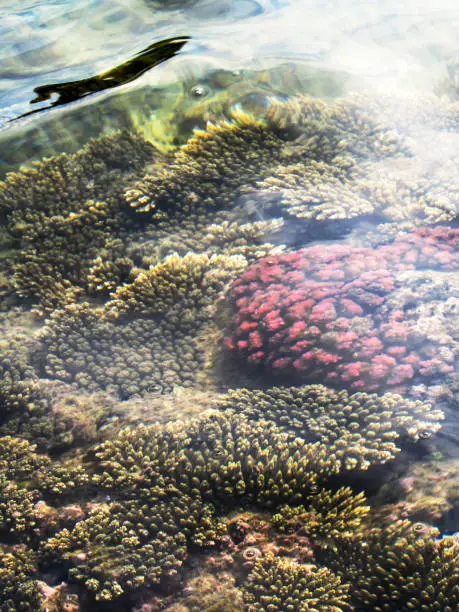 A shallow-water coral reef, just off-shore of the Inhaca Barrier Island System in Mozambique. Coral reefs are the most bio-diverse marine ecosystem, holding over 25% of known marine species while they occupy less than 0.2% of the ocean's surface