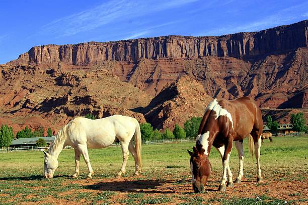 istock Horses Grazing in Utah 139969400