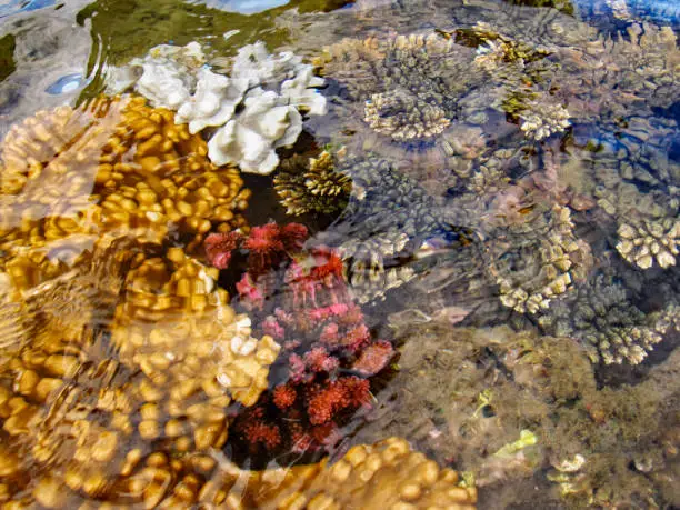 A variety of colourful shallow water corals, including knob-corals and wart corals, in the Maputo Bay  side of Inhaca Island of the coast of Mozambique. Coral reefs are the most bio-diverse marine ecosystem, holding over 25% of known marine species while they occupy less than 0.2% of the ocean's surface
