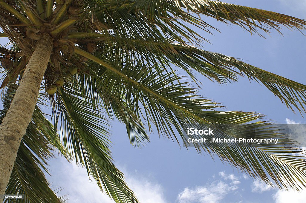 Palme - Lizenzfrei Baum Stock-Foto