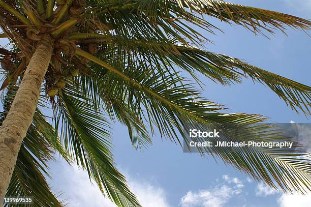 Foto de Palmeira e mais fotos de stock de Cena de tranquilidade - Cena de tranquilidade, Coco, Estados da Costa do Golfo