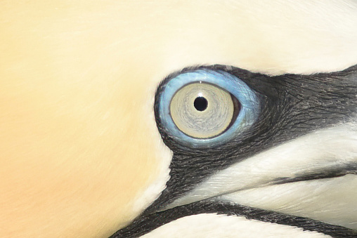 Northern Gannet Close Up

Please view my portfolio for other wildlife photos