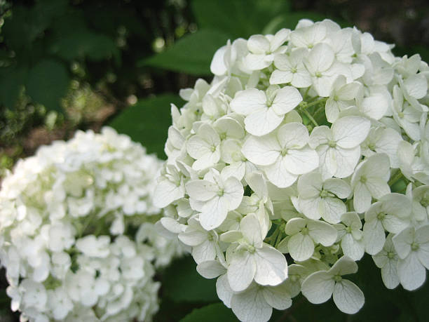 istock Mother's Favourite Flower 139969758