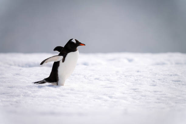 istock Gentoo penguin waddles across snow extending flippers 1399697580