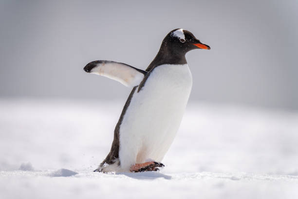 istock Gentoo penguin waddles across snow lifting foot 1399697581