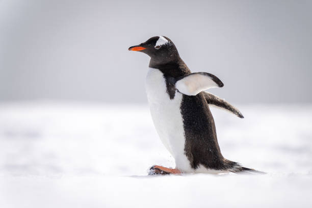 istock Gentoo penguin waddles across snow facing left 1399697582