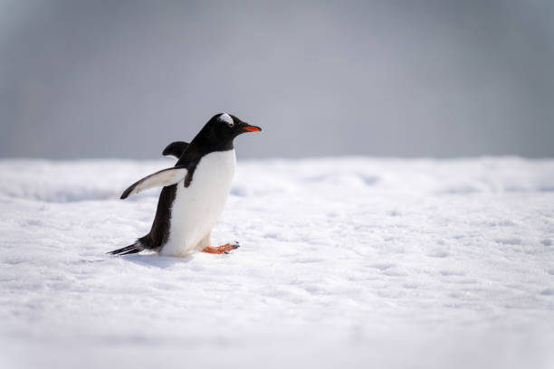 istock Gentoo penguin waddles across snow in sunshine 1399697583