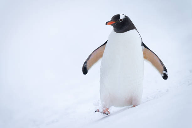 istock Gentoo penguin waddles down hillside in snow 1399697595