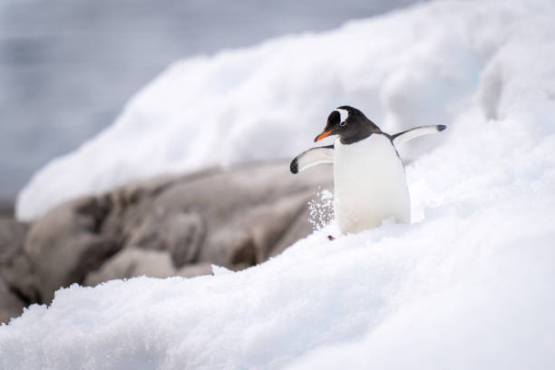 istock Gentoo penguin waddles through snow near rocks 1399697638