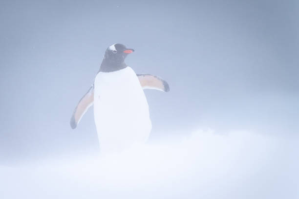 istock Gentoo penguin waddles towards camera in snowstorm 1399697654
