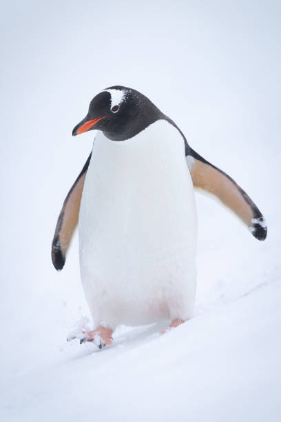istock Gentoo penguin walking down slope in snow 1399697655