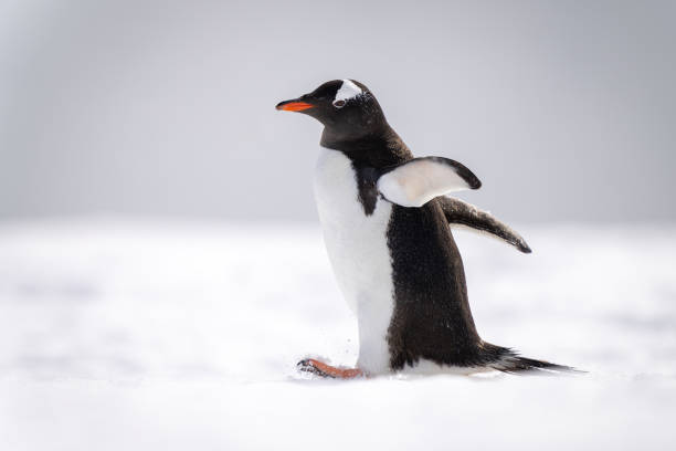istock Gentoo penguin waddling across snow facing left 1399697665