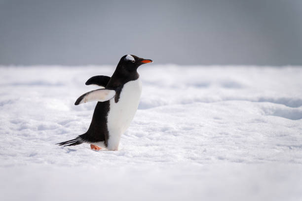 istock Gentoo penguin waddling across snow in sunshine 1399697666