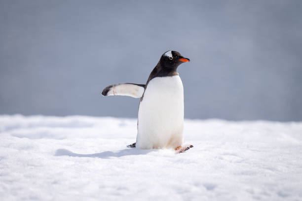 istock Gentoo penguin walks across snow casting shadow 1399697668