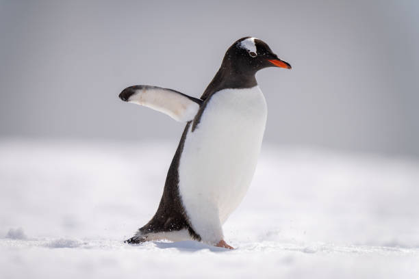 istock Gentoo penguin walks across snow in sunlight 1399697798