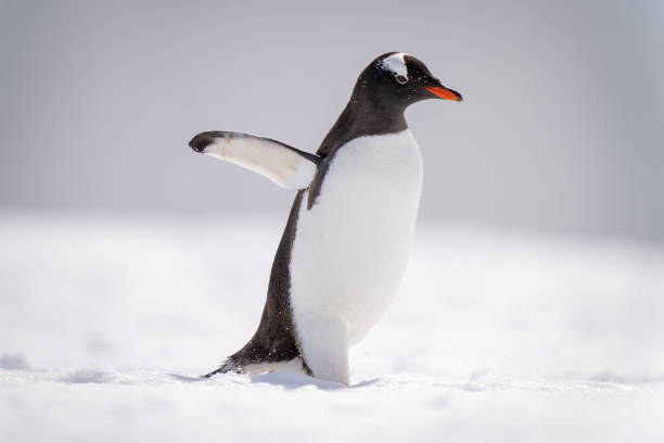 istock Gentoo penguin walks across snow in sunshine 1399697799