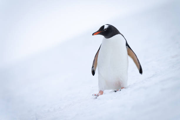 istock Gentoo penguin walks down slope eyeing camera 1399697888