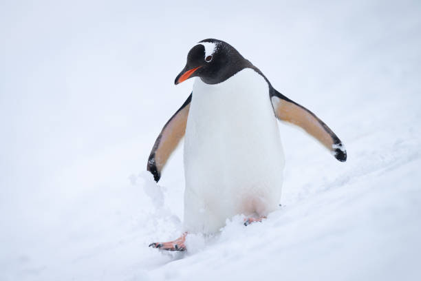 istock Gentoo penguin walks down hill in snow 1399697889