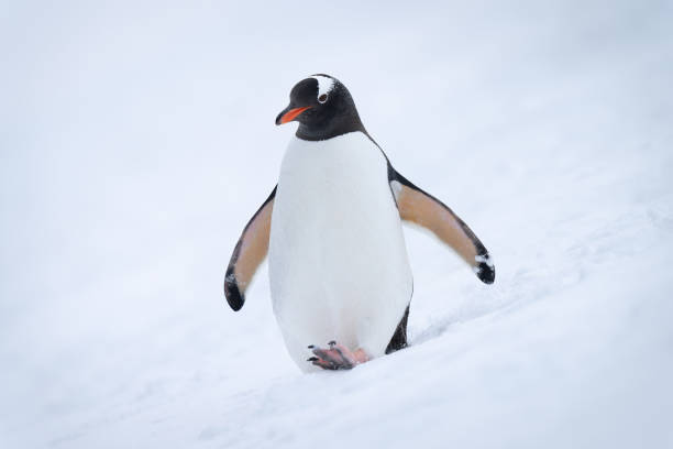 istock Gentoo penguin walks down hillside in snow 1399697890