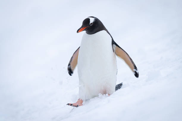 istock Gentoo penguin walks down slope in snow 1399697972