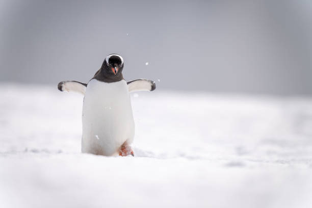 istock Gentoo penguin walks through snow extending flippers 1399698069