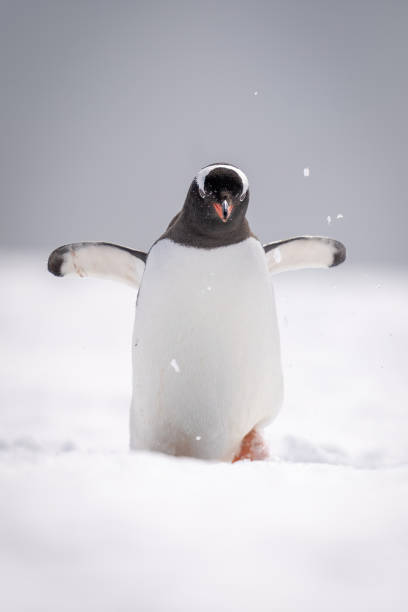 istock Gentoo penguin walks through snow raising flippers 1399698109