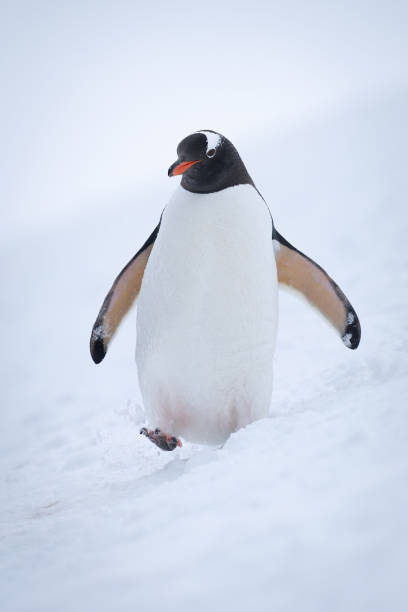 istock Gentoo penguin walks through snow lifting foot 1399698110