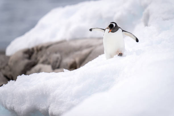 istock Gentoo penguin walks through snow near rocks 1399698116