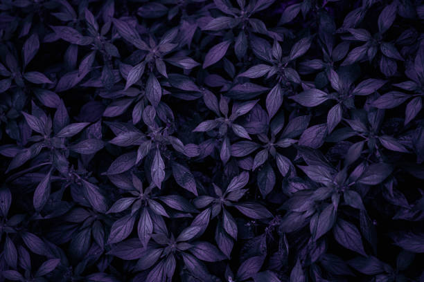 istock Tropical leaves, abstract dark Lilac or violet color surface, natural background. 1399698123
