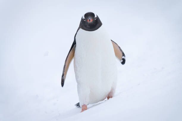 istock Gentoo penguin walks towards camera in snow 1399698135