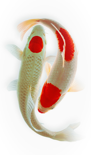 Koi fish on a white background