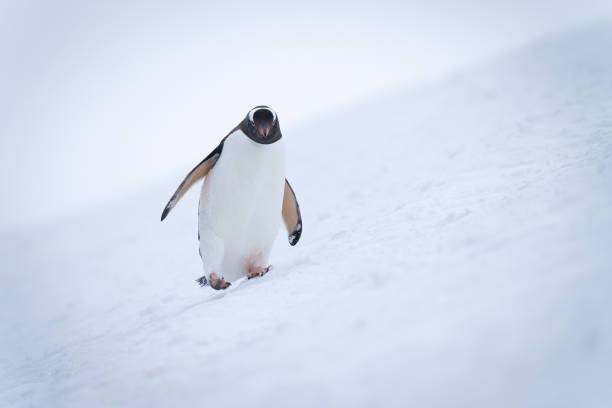 istock Gentoo penguin wobbles down slope raising foot 1399698168