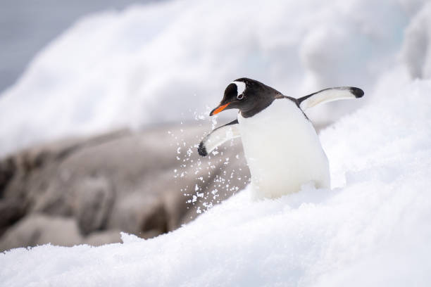 eselspinguin wackelt durch schnee in der nähe von felsen - gentoo penguin stock-fotos und bilder