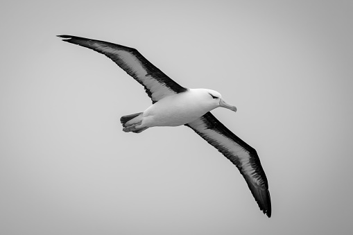 Black-browed albatross glides with wings spread diagonally