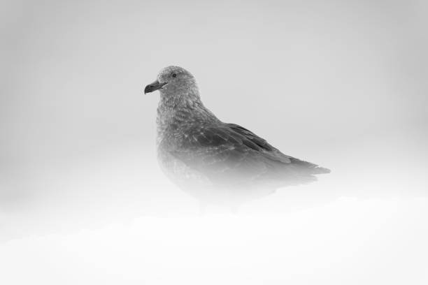 Brown skua stands with snow hiding feet