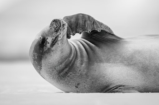 Close-up of crabeater seal stroking its chin