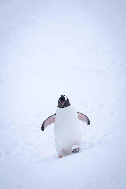 istock Gentoo penguin waddles through snow lifting foot 1399698317