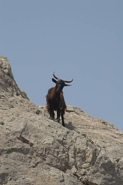 Goat on rock stock photo