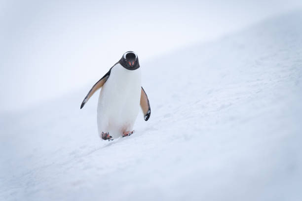 istock Gentoo penguin wobbles down slope lifting foot 1399698928