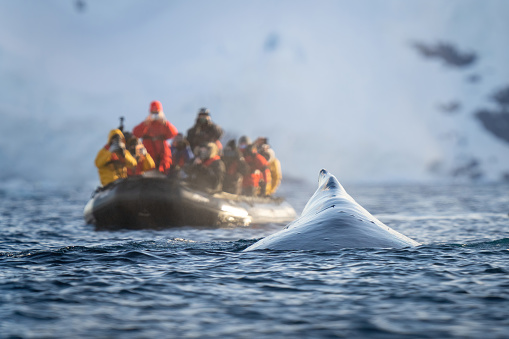 Humpback whale surfaces beside photographers in inflatable