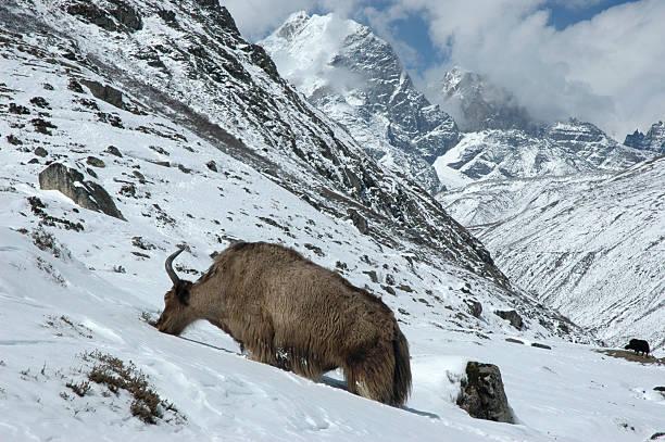 istock Yak in the Himalaya 139969902