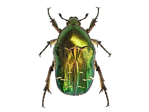 Green beetle or Rose chafer, cetonia aurata, isolated on white background, detailed makro top view.