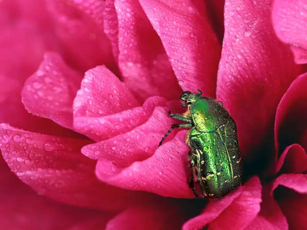 Photo of green rose chafer, Cetonia aurata, in pink peony flower with water drops after rain shower, detail macro shot close up
