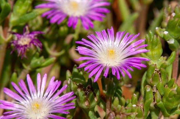 Close-up of purple and white flowers of a delosperma nubigenum Delosperma nubigenum, commonly called ice plant, is native to certain mountainous areas of South Africa. It is a mat-forming succulent with fleshy, green leaves and yellow, daisy-like flowers. delosperma nubigenum stock pictures, royalty-free photos & images